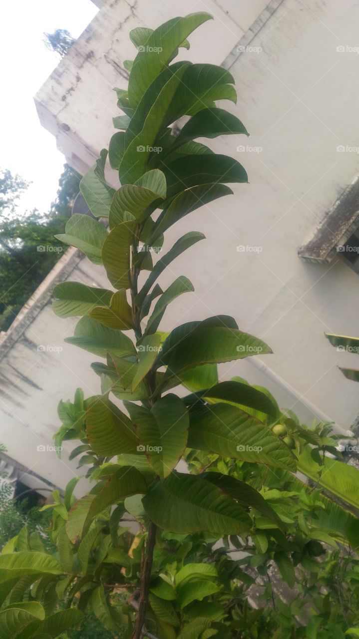 guava  leaf