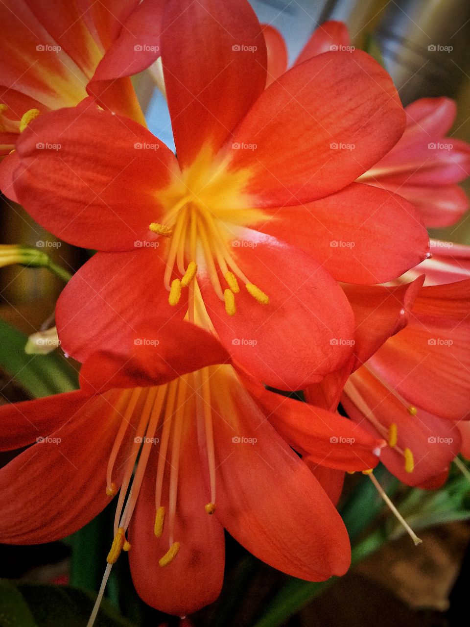 A red beautiful flower 