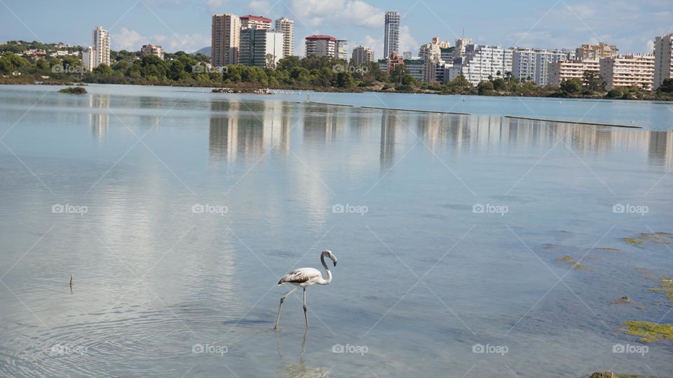 Lake#nature#reflect#buildings#pelican