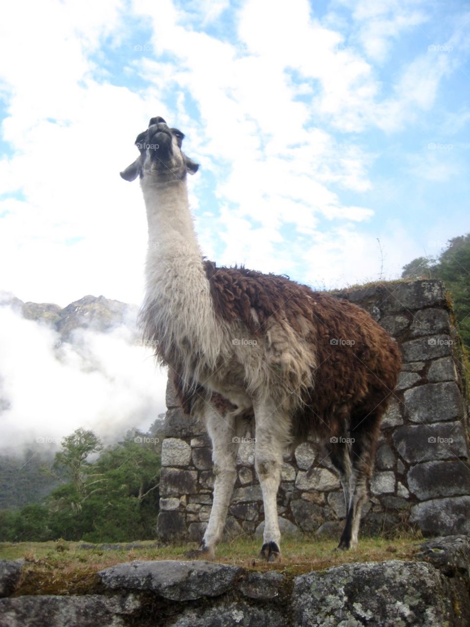 Llama - Inca Trail Day 3 - Peru
