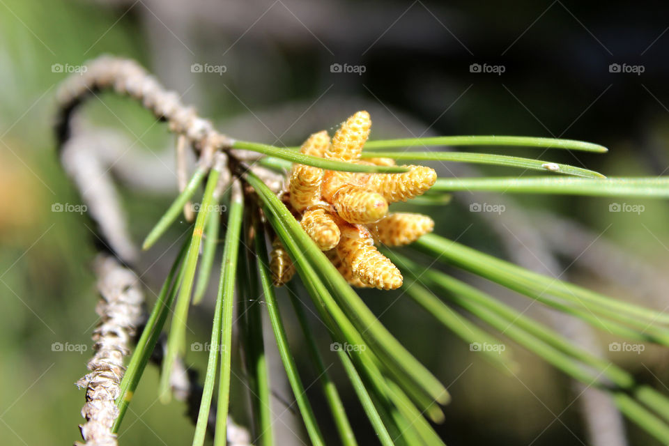 Young pitch pine