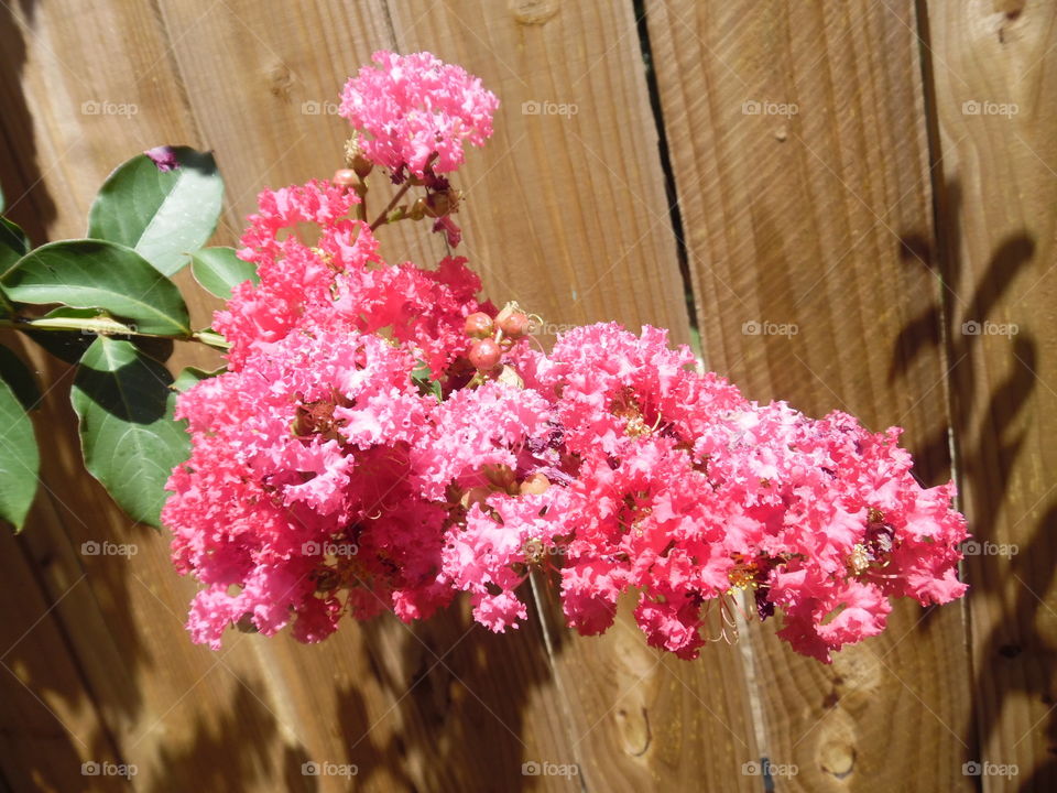 Craig Myrtle 🎄. This is another picture of the same Craig Myrtle 🎄 tree