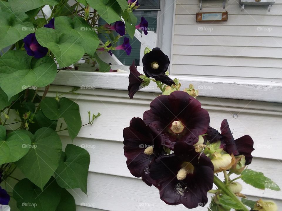 black flower