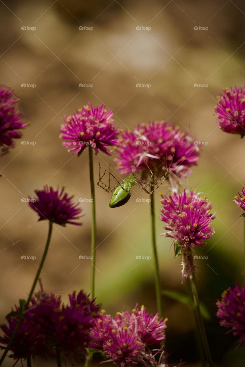 Closeup of bright green lynx spider on deep pink amaranth blooms
