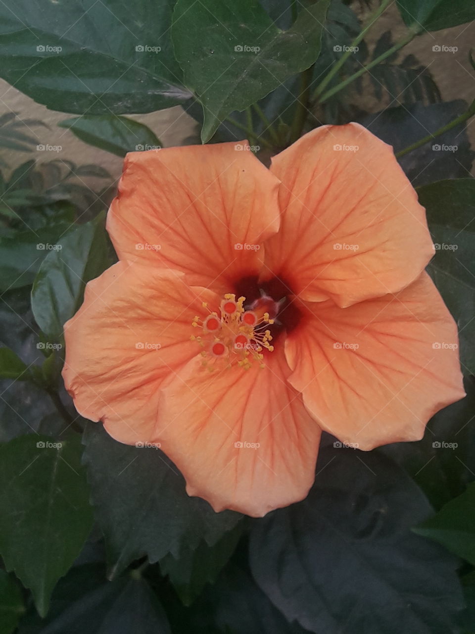 beautiful peach hibiscus flower in our garden