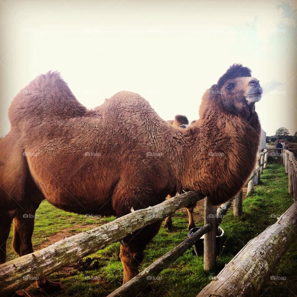 Camel with attitude