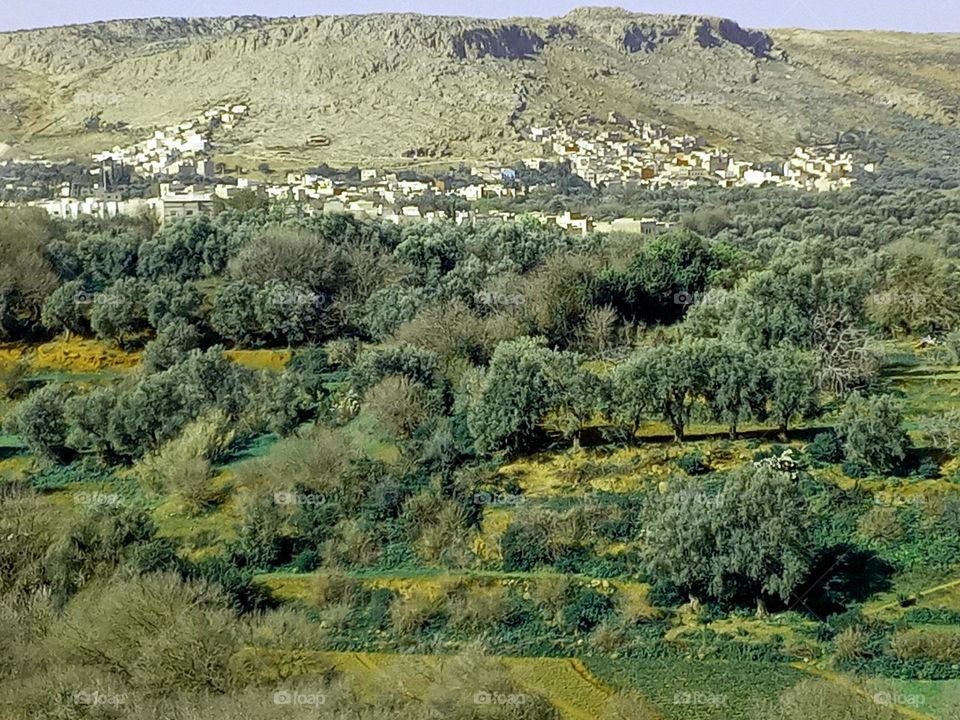 Olives trees