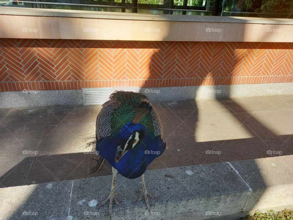 Peacock