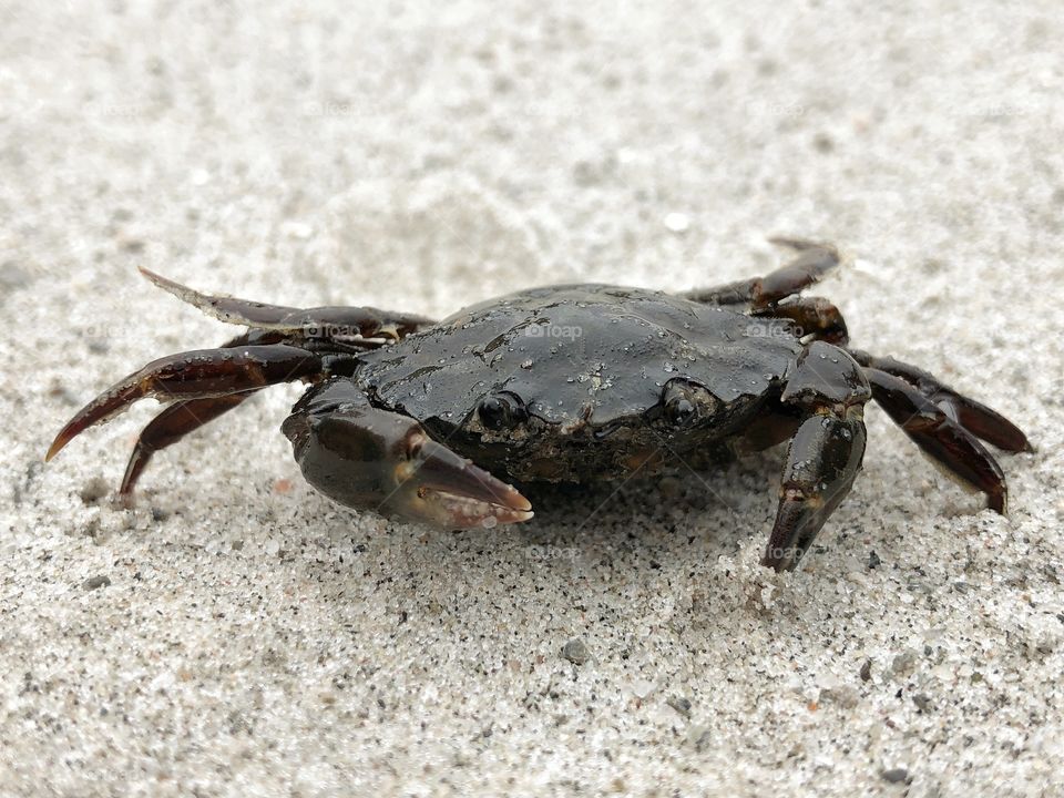 Crab