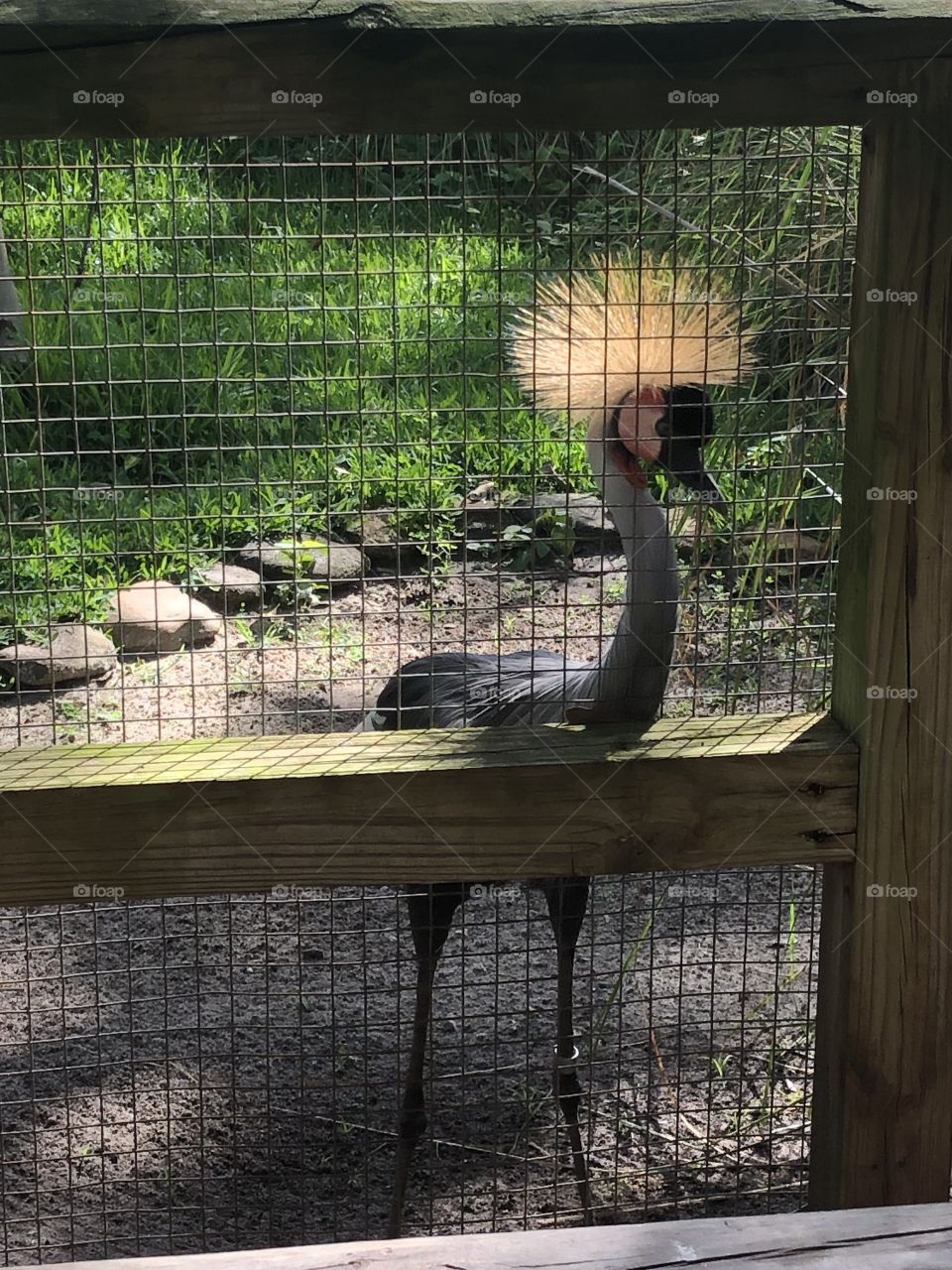 Beautiful crowned crane at the zoo