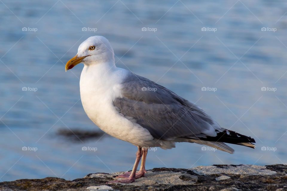 seagull