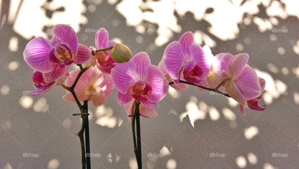 top view pink orchid nature background