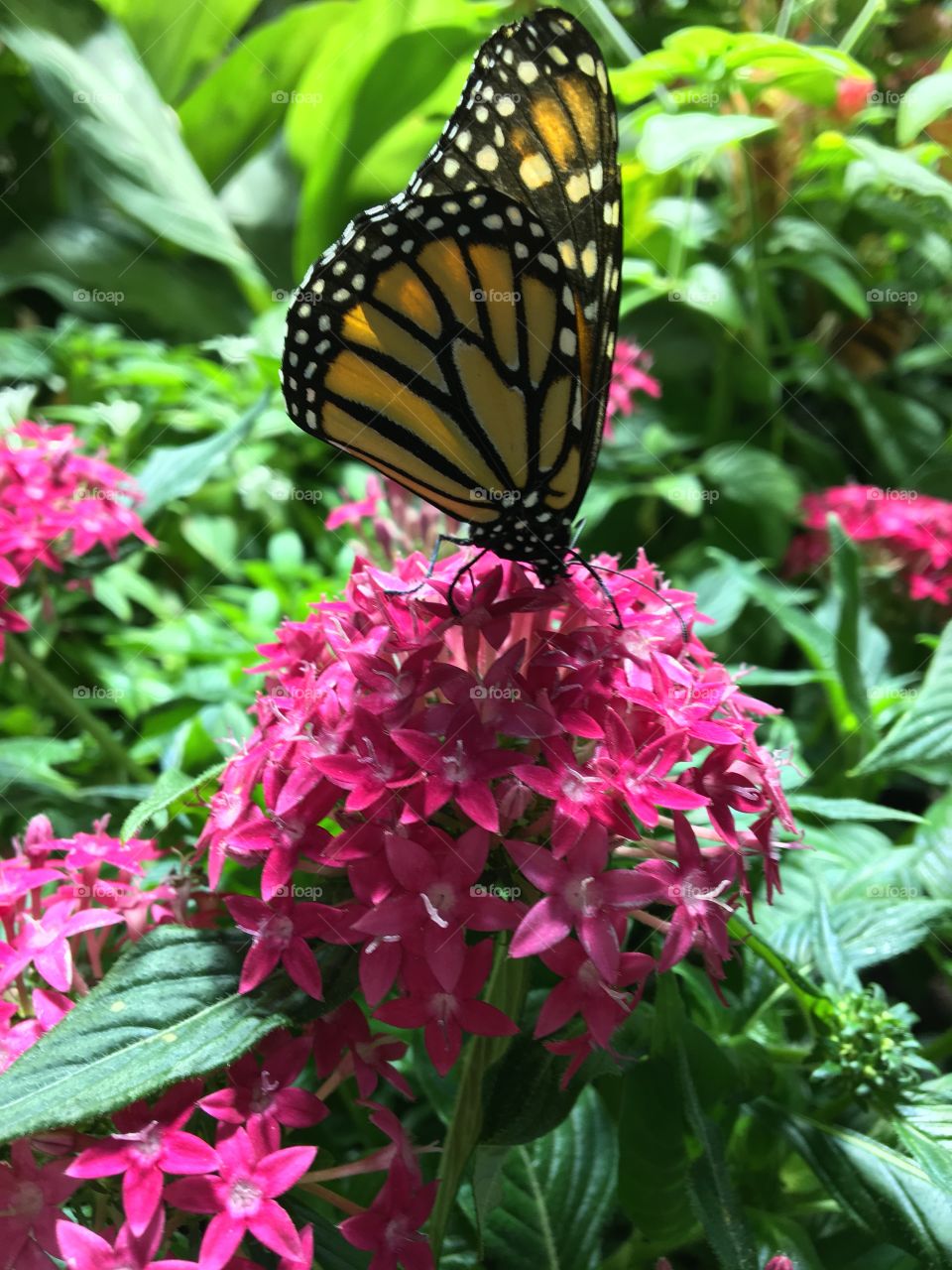 A delicate monarch butterfly sits on top of a bunch of bright pink flowers. A colorful, fun picture of summer or spring time.