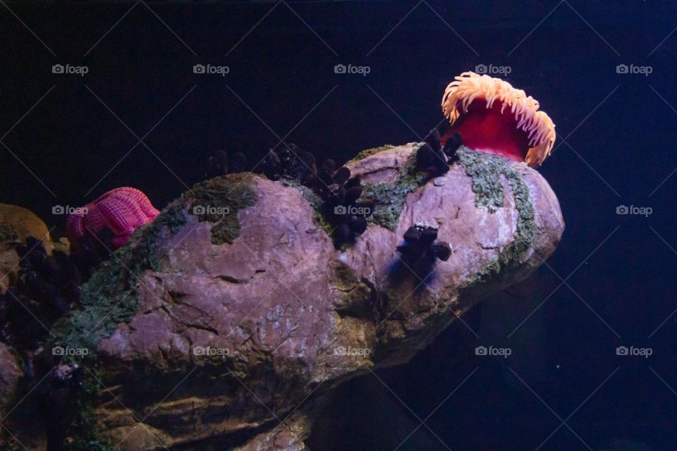 Huge underwater rock with colorful vegetation and organisms 