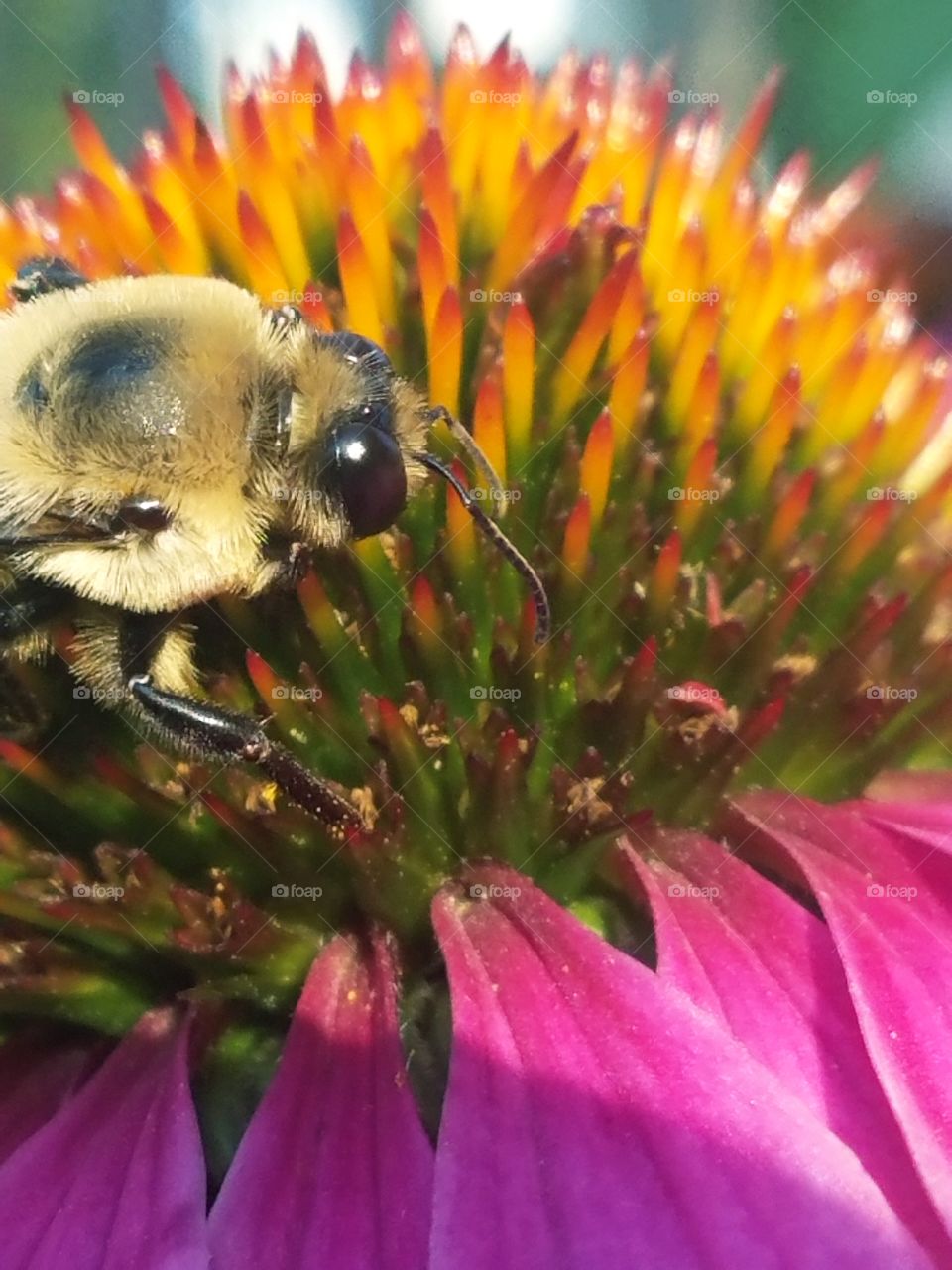 bumblebee taking pollen from purple coneflower, close-up