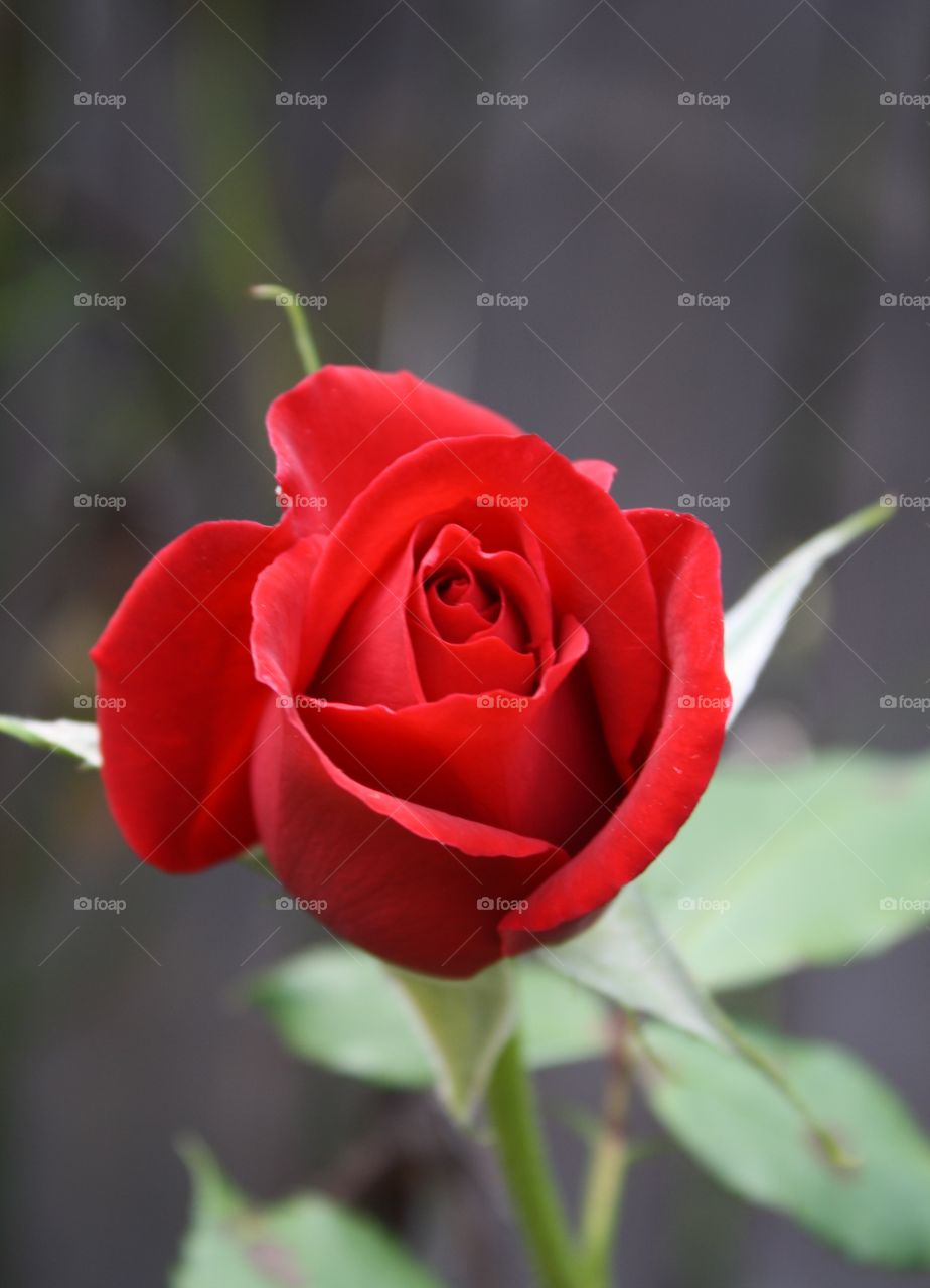 Red Rose