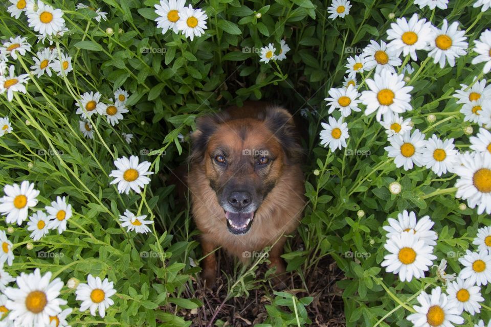 Field of flowers with dog