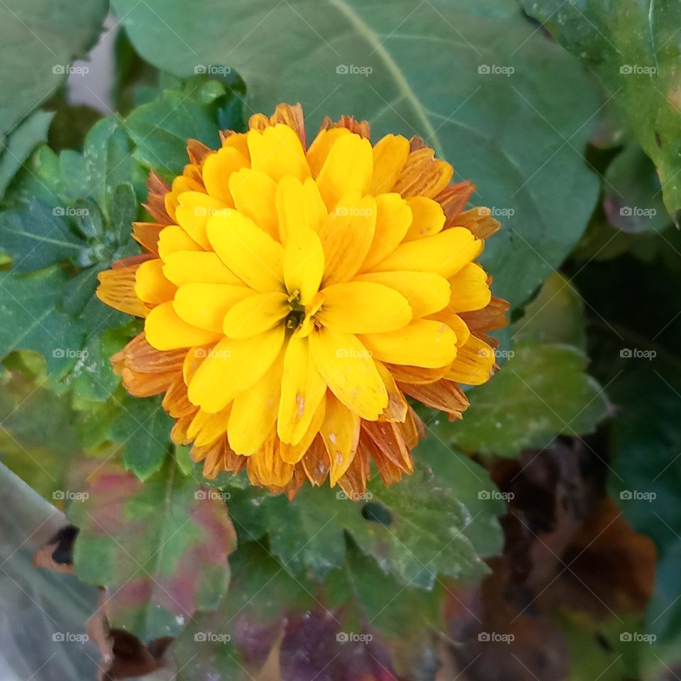 flower