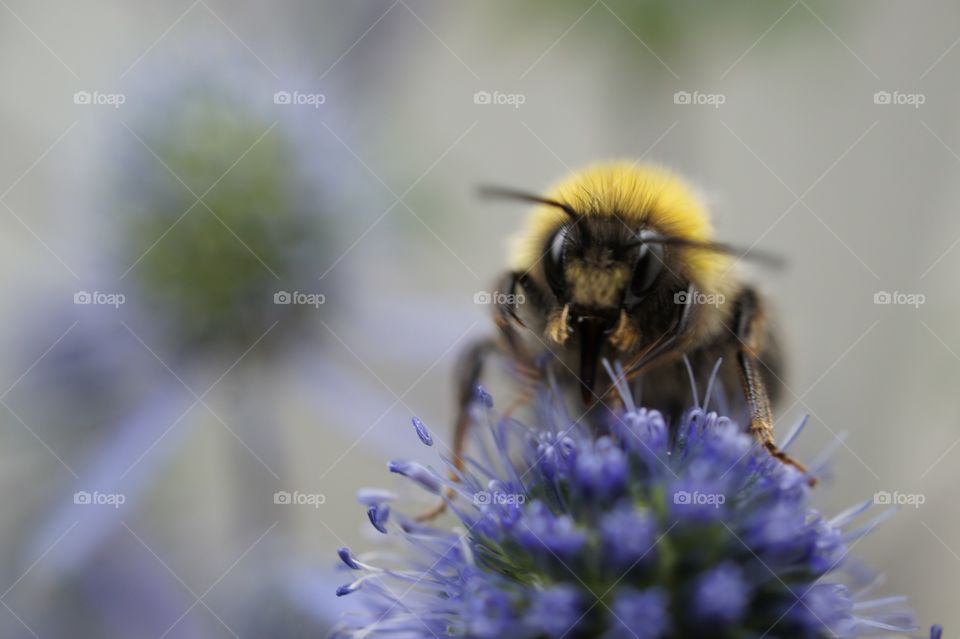 Bee collecting pollen