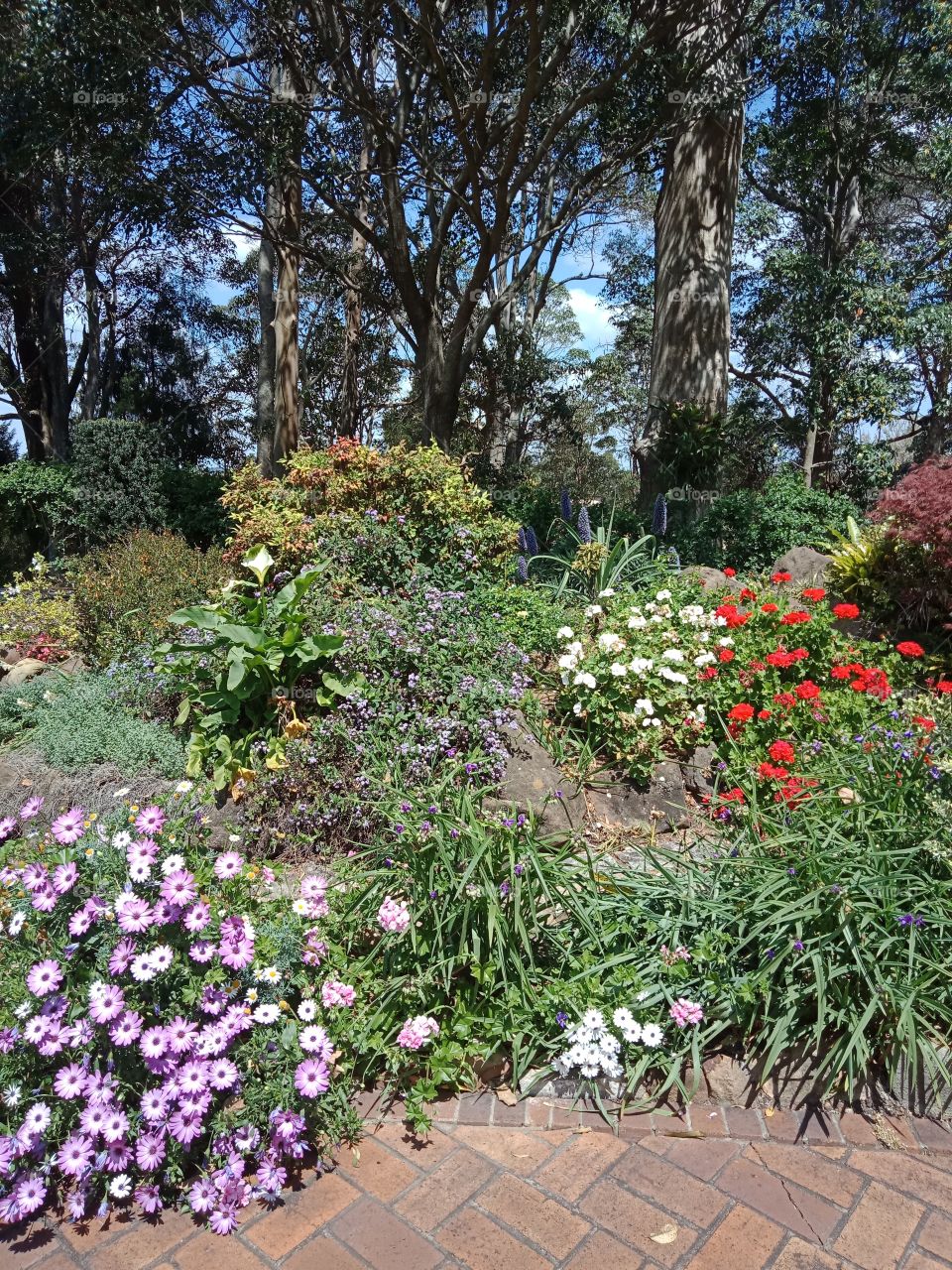 a garden with flowers
