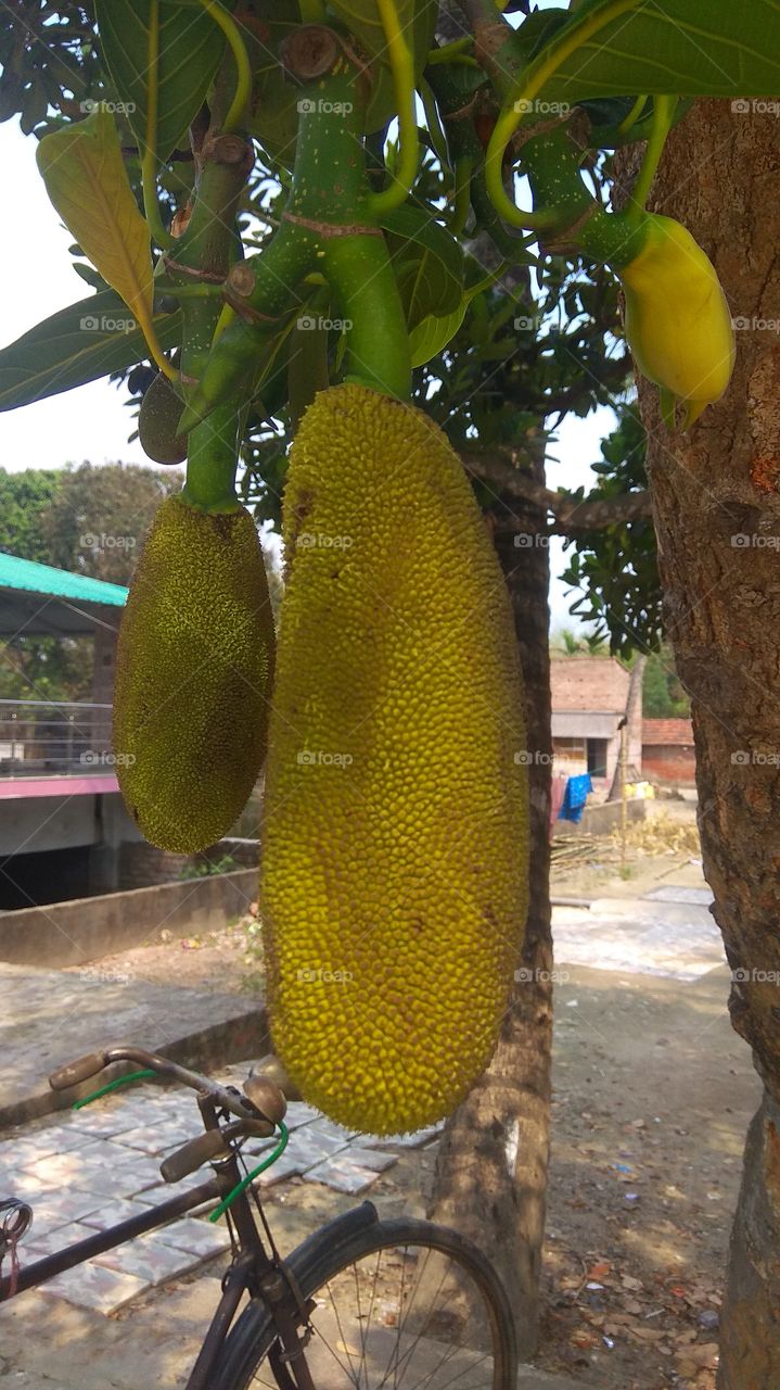 Breadfruits hang on tree
