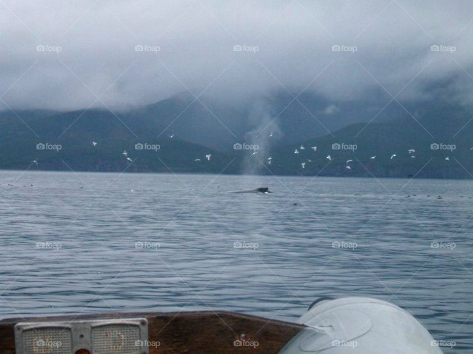 Whale near Sandpoint