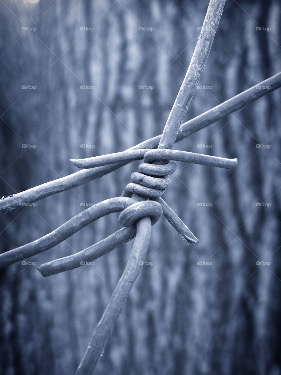A piece of metal barbed wire on the background of a tree trunk