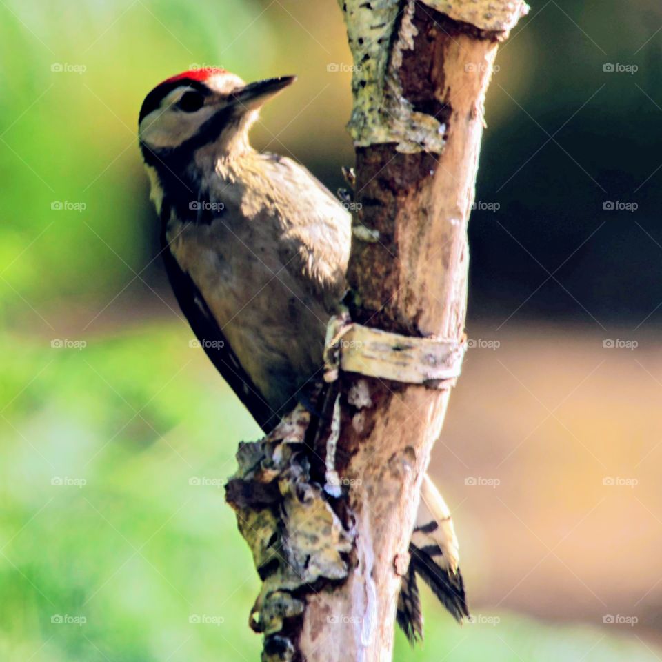 Great Spotted Woodpecker on tree-branch with blurred background