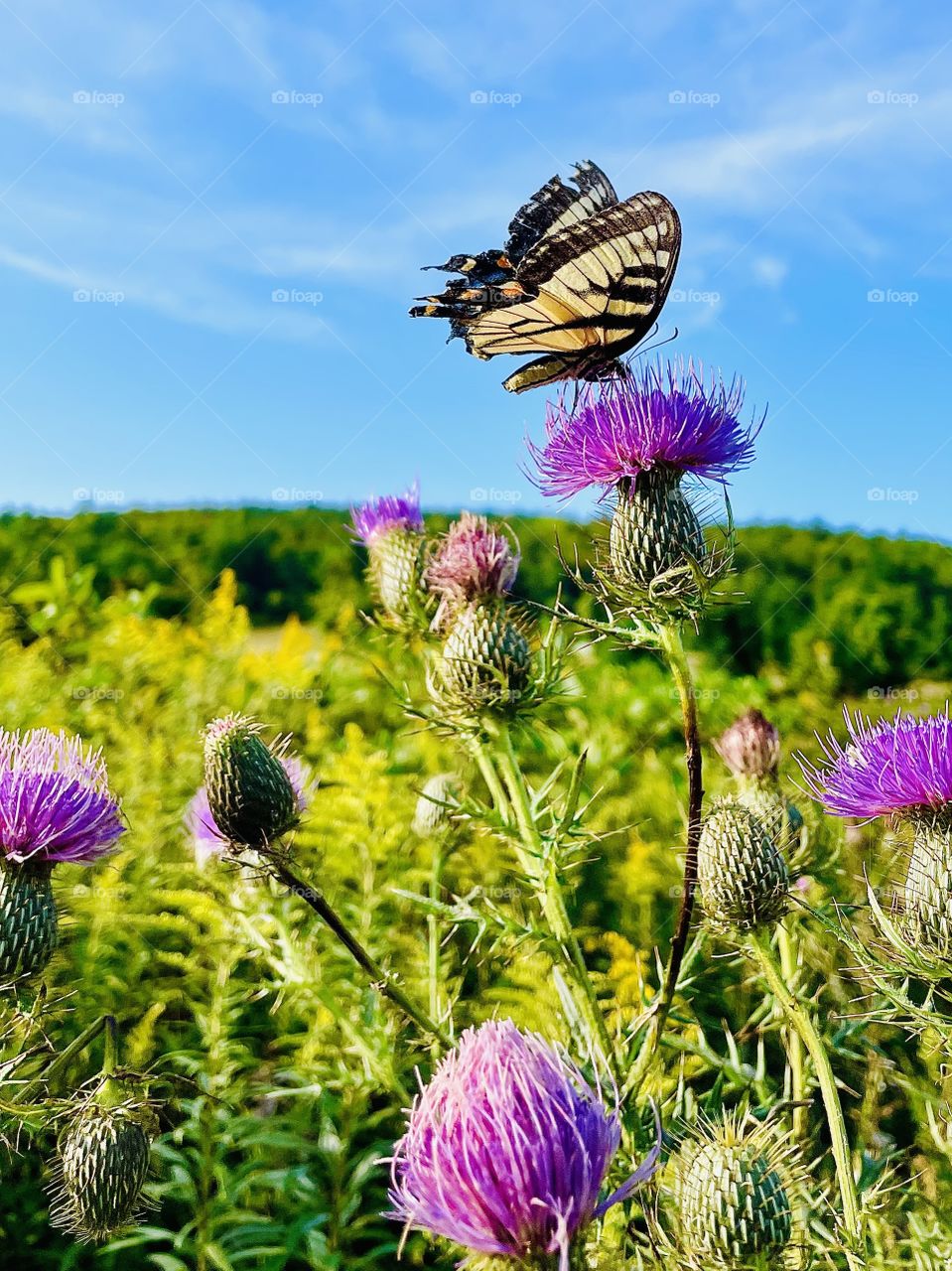 yellow swallowtail on purple thistle at Big Meadows on Skyline Drive, Virginia 