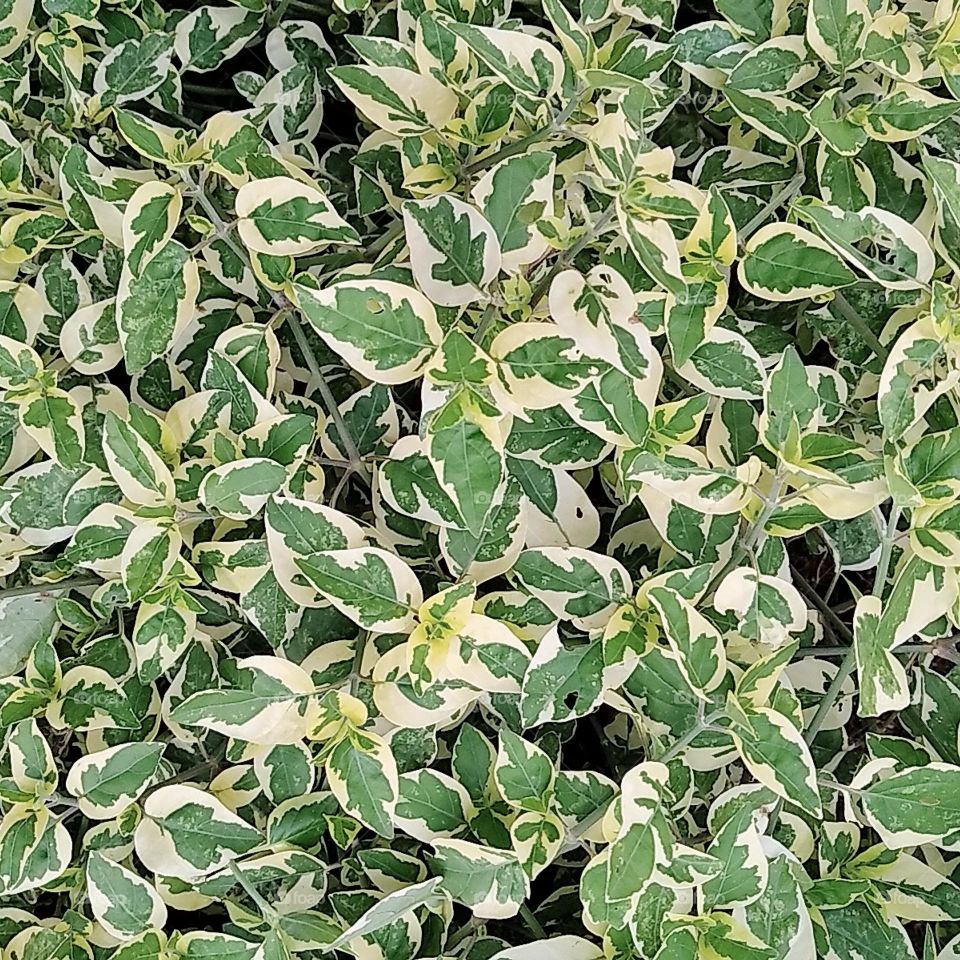 Small leaf plants 12,with mix coloration of green and yellow