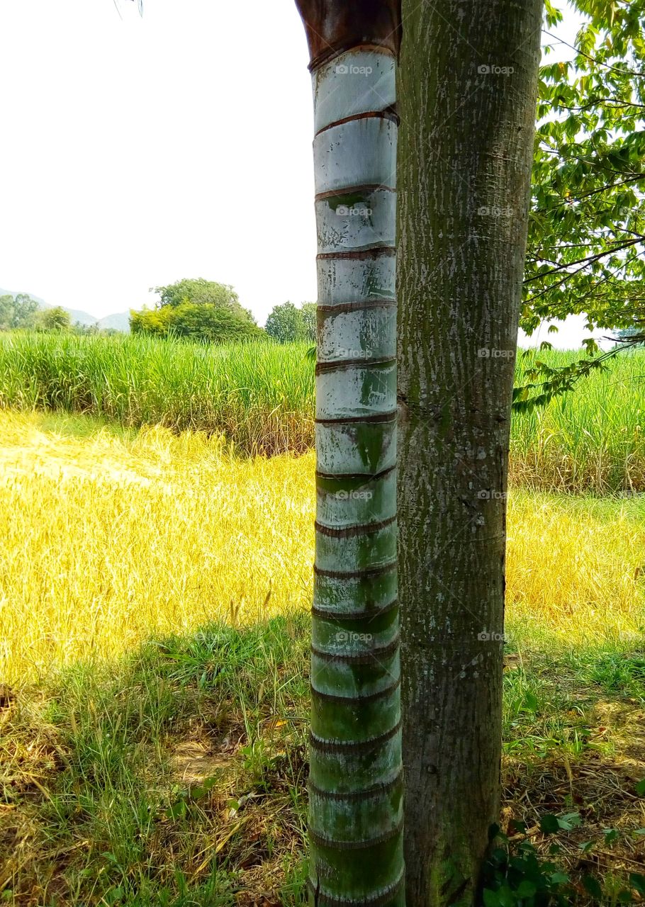 Palm, trunk, striped, joint, moor, plantation