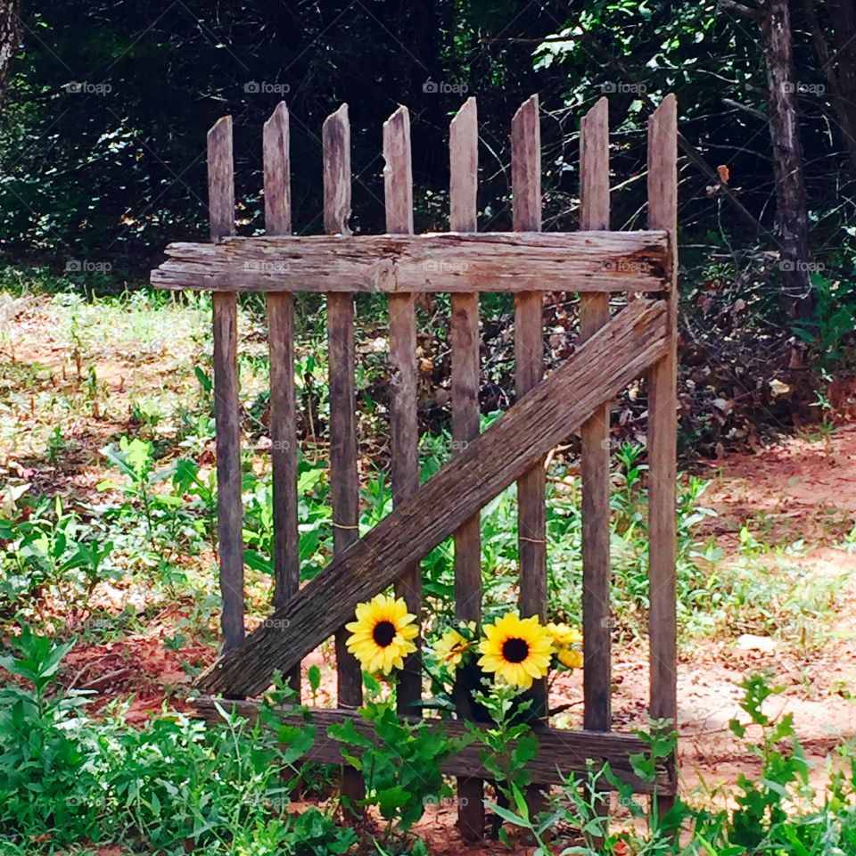 Garden Gate. Garden Gate Art