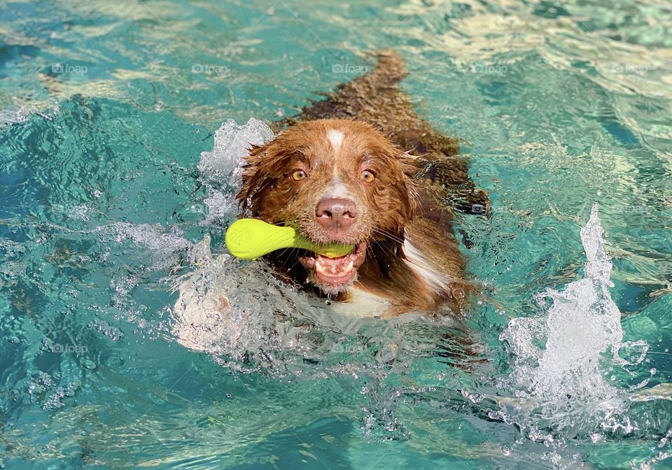 Border collie dog splashing water in a pool