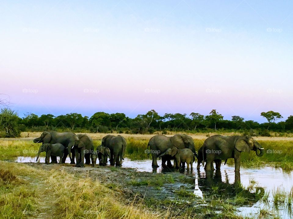 Thirsty elephants at sunset.