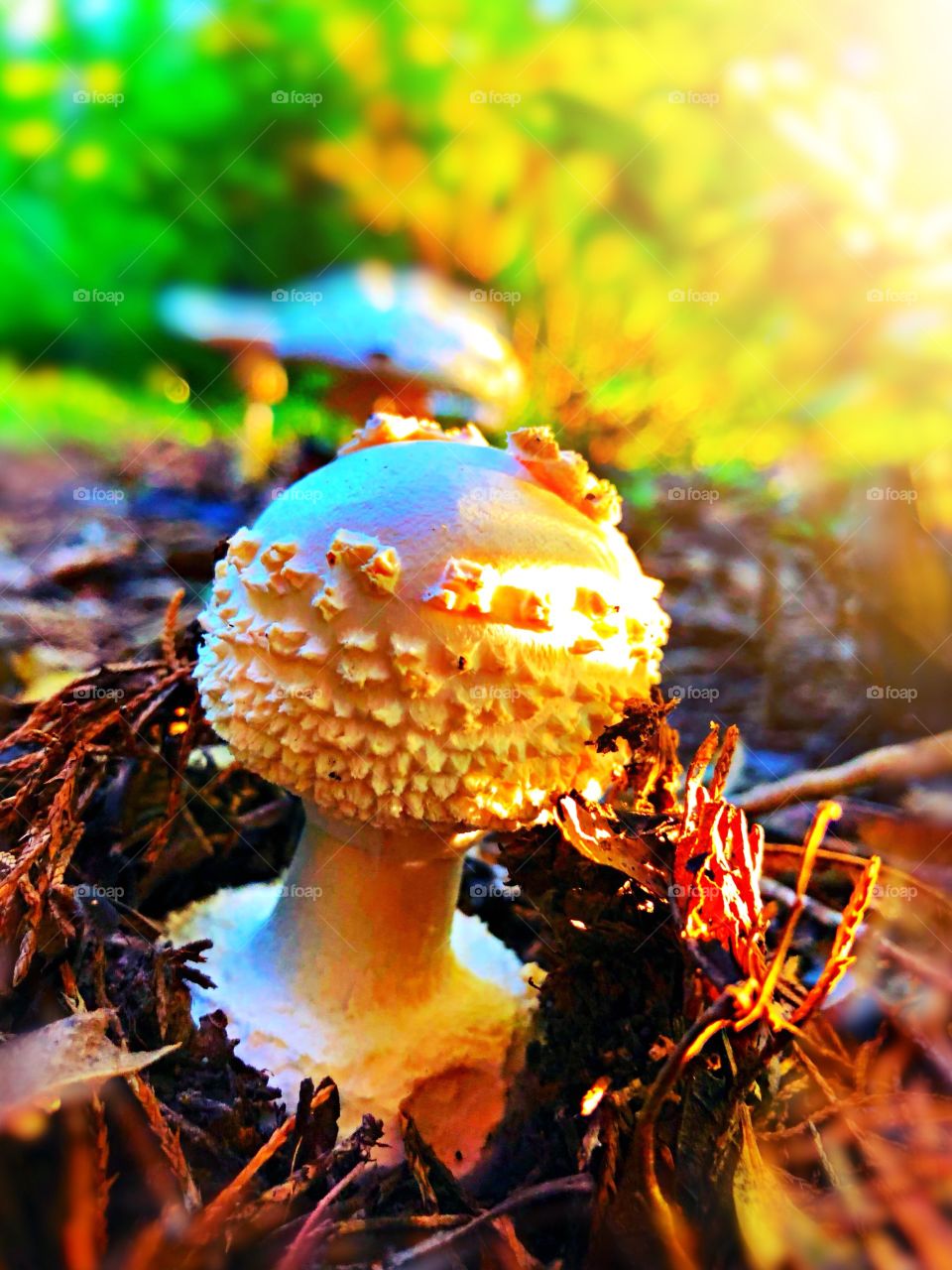 Sunset mushroom 
