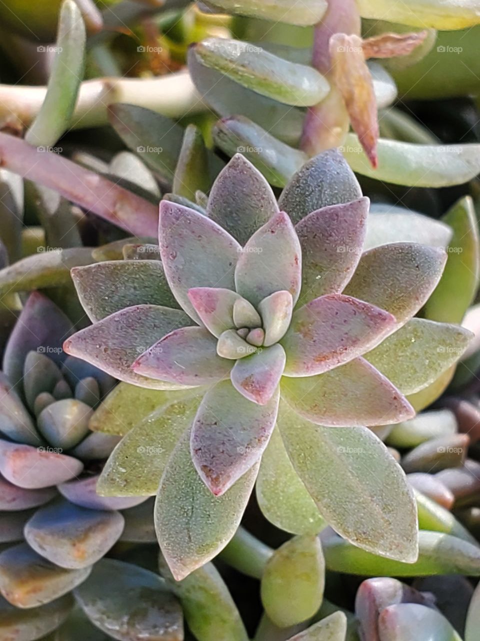 Succulent