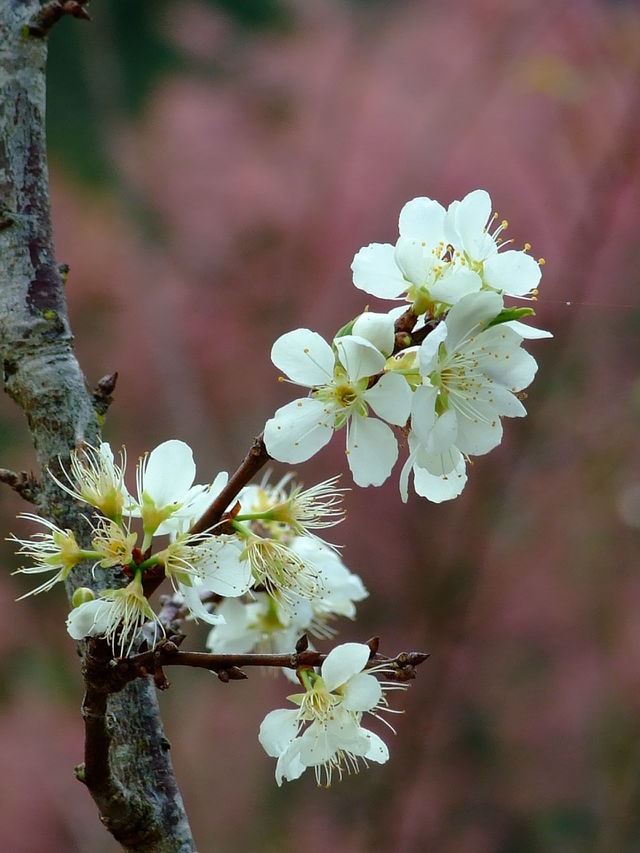 cherry blossom