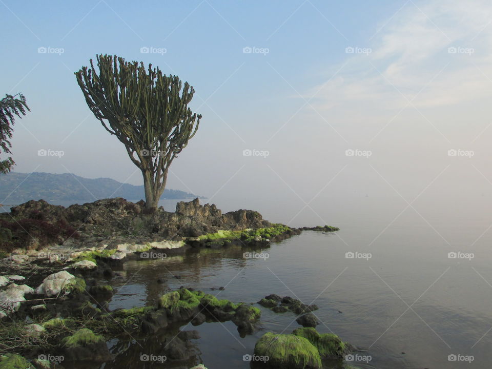 A tree on lake Kivu shore
