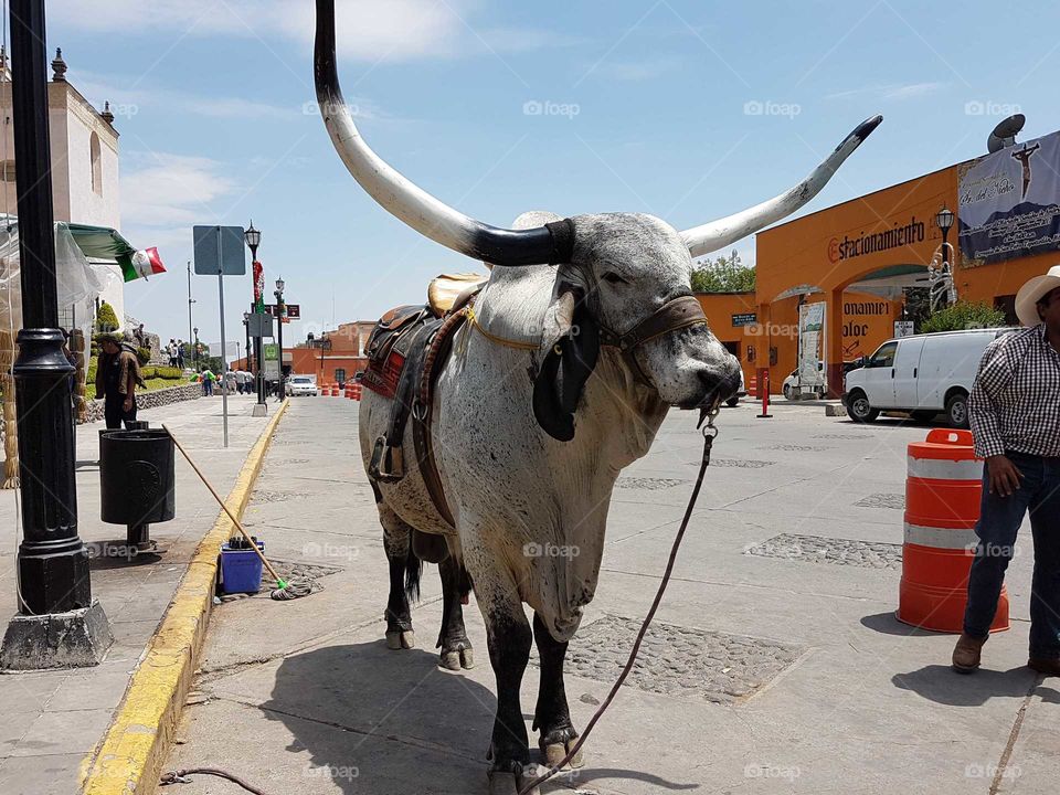 Bos indicus, Guzerat bull, taken at Tepotzotlan, Mexico.