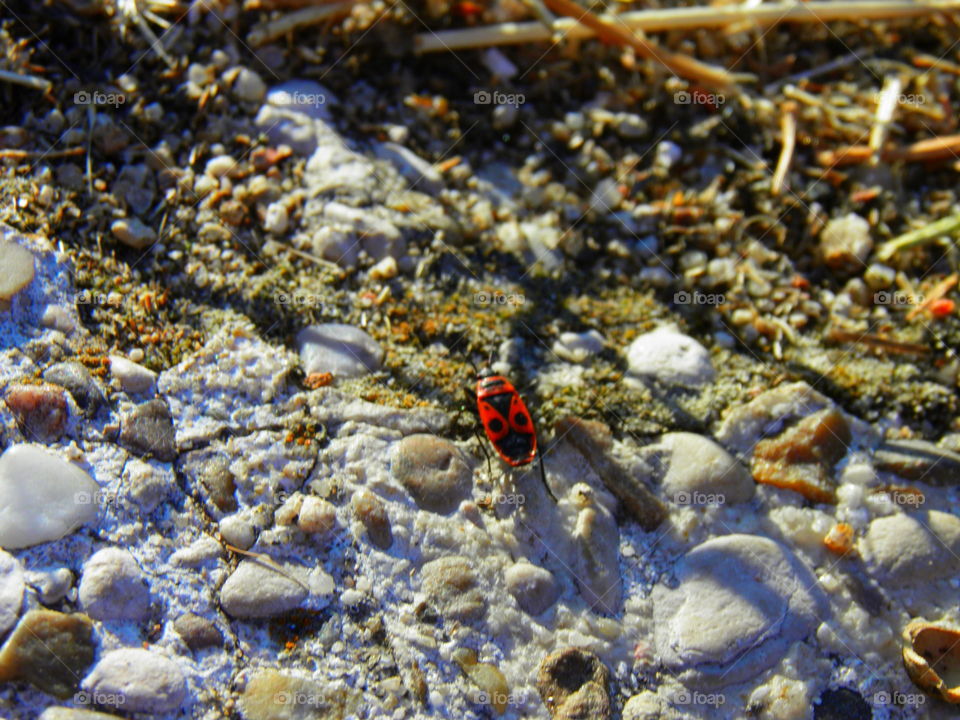 A red and black bug scampering on the ground trying to dodge stones and branches lit by the summer sun.