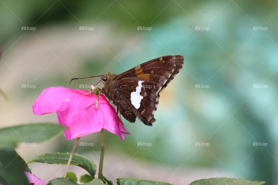 silver spotted skipper enjoying the pink impatiens