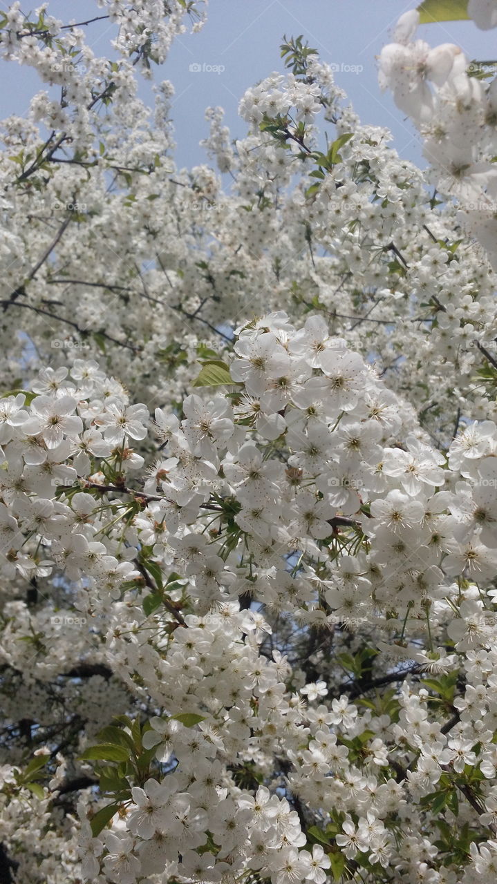 Spring in Westrn Ukraine. Tree, green, white, flowers, garden