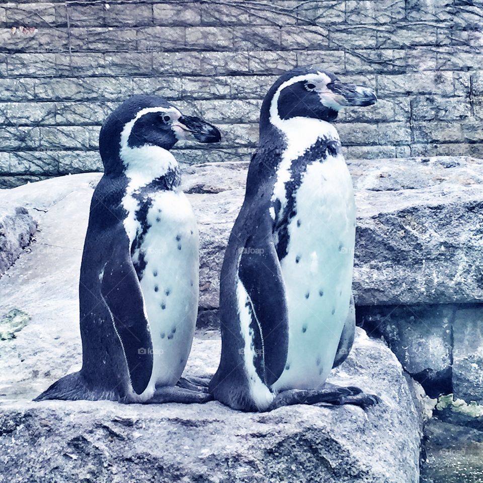 Pair of penguins