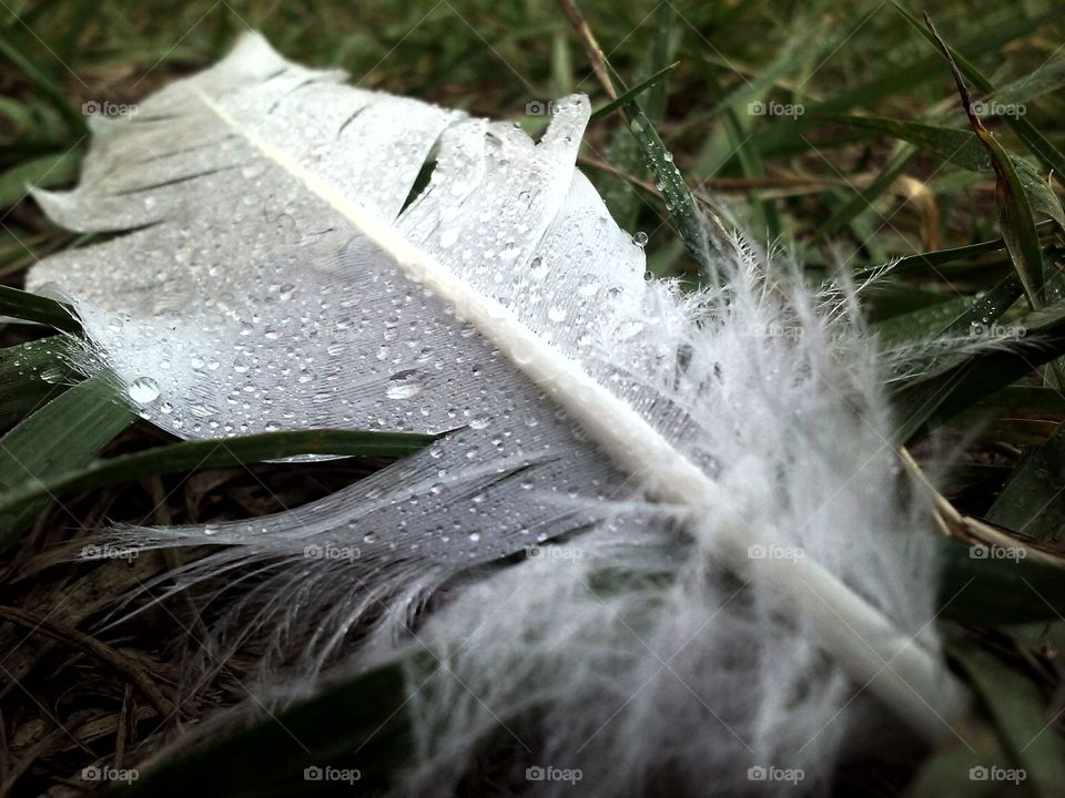 raindrops on feather