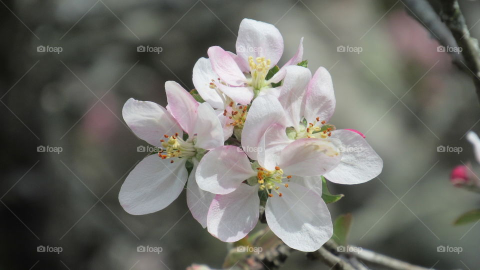 Delicate Apple blossoms close up