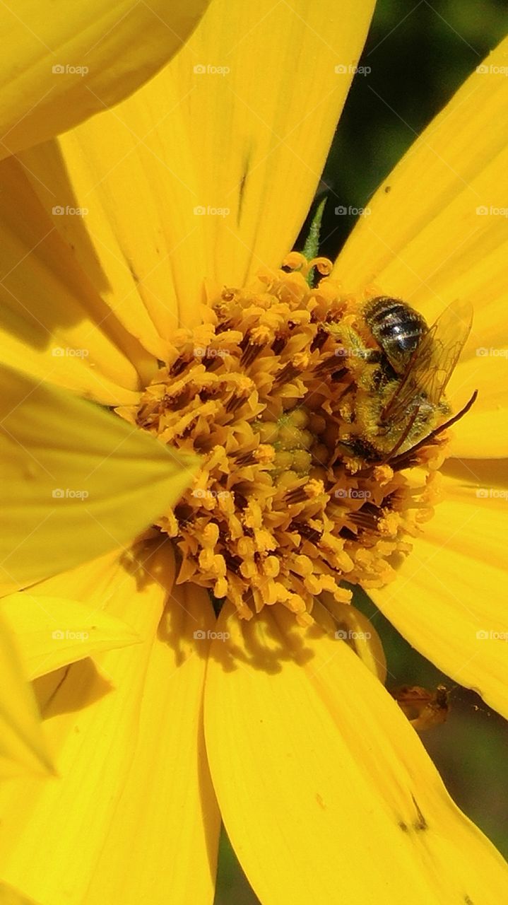 Bee collecting pollen