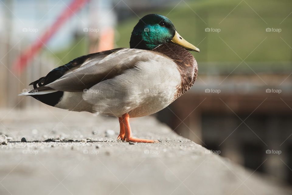 Duck