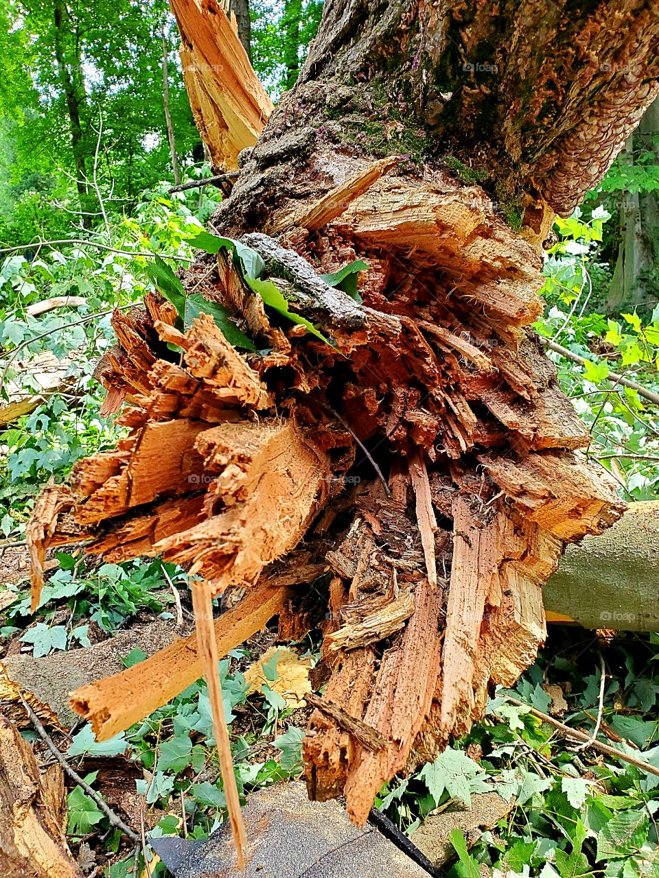 Storm Damaged Tree