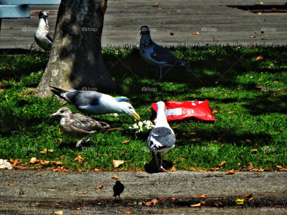 Seagulls eating human trash