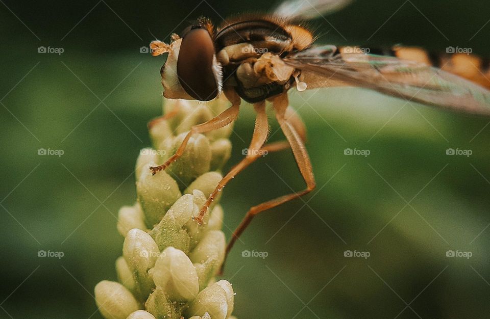 A wild bee in a Ukrainian field